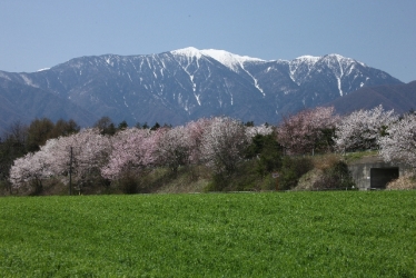 桜と中央アルプス将棋頭山