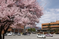 桜と南箕輪村役場