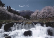春の大泉川