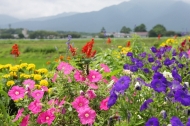 田園風景と夏の花