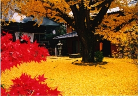 恩徳寺の大銀杏