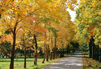 紅葉のユリノキ並木