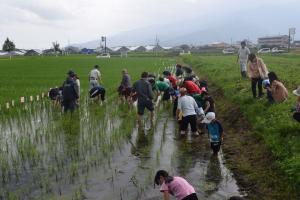 田んぼ探検隊