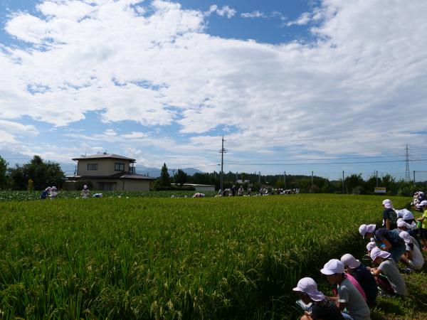 田んぼ