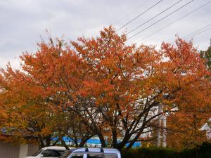 紅葉